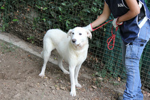 JAXSON, Hund, Mischlingshund in Italien - Bild 2