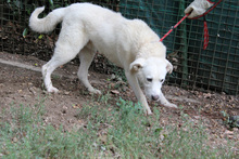 JAXSON, Hund, Mischlingshund in Italien - Bild 3