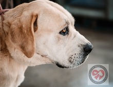 TRITON, Hund, Mischlingshund in Hannover - Bild 2
