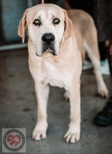 TRITON, Hund, Mischlingshund in Hannover - Bild 6