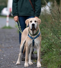 TRITON, Hund, Mischlingshund in Hannover - Bild 7