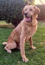 NONO, Hund, Mischlingshund in Griechenland - Bild 4