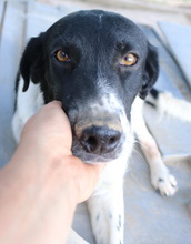 MOMBASA, Hund, Mischlingshund in Griechenland - Bild 11