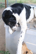 MOMBASA, Hund, Mischlingshund in Griechenland - Bild 12