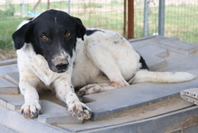 MOMBASA, Hund, Mischlingshund in Griechenland - Bild 3