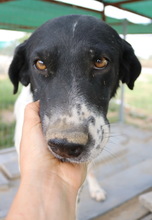 MOMBASA, Hund, Mischlingshund in Griechenland - Bild 4