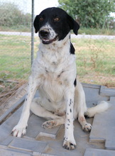 MOMBASA, Hund, Mischlingshund in Griechenland - Bild 5