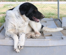 MOMBASA, Hund, Mischlingshund in Griechenland - Bild 8