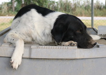 MOMBASA, Hund, Mischlingshund in Griechenland - Bild 9