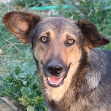 VIOLETTA, Hund, Mischlingshund in Griechenland - Bild 1