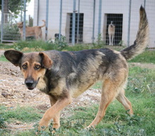 VIOLETTA, Hund, Mischlingshund in Griechenland - Bild 2