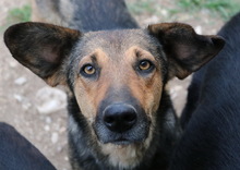 VIOLETTA, Hund, Mischlingshund in Griechenland - Bild 3