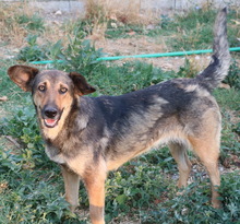 VIOLETTA, Hund, Mischlingshund in Griechenland - Bild 4