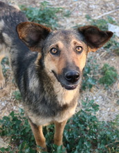 VIOLETTA, Hund, Mischlingshund in Griechenland - Bild 5