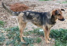VIOLETTA, Hund, Mischlingshund in Griechenland - Bild 6