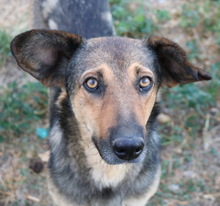 VIOLETTA, Hund, Mischlingshund in Griechenland - Bild 7