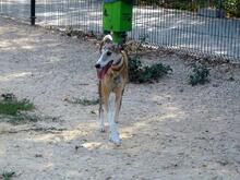 HERA, Hund, Galgo Español in Endingen - Bild 16