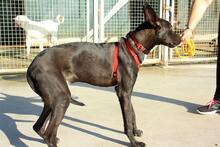 ANUBIS, Hund, Mischlingshund in Spanien - Bild 16