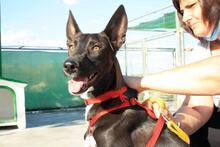 ANUBIS, Hund, Mischlingshund in Spanien - Bild 17