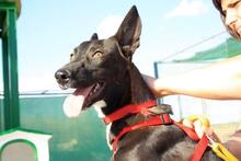 ANUBIS, Hund, Mischlingshund in Spanien - Bild 18