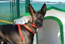 ANUBIS, Hund, Mischlingshund in Spanien - Bild 2