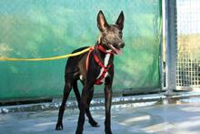 ANUBIS, Hund, Mischlingshund in Spanien - Bild 4