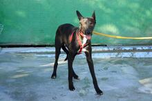 ANUBIS, Hund, Mischlingshund in Spanien - Bild 6