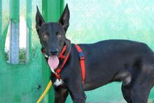 ANUBIS, Hund, Mischlingshund in Spanien - Bild 7