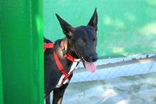 ANUBIS, Hund, Mischlingshund in Spanien - Bild 9