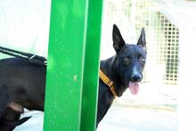 AKIL, Hund, Mischlingshund in Spanien - Bild 13