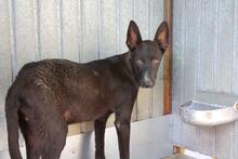 AKIL, Hund, Mischlingshund in Spanien - Bild 24