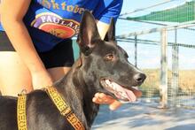 AKIL, Hund, Mischlingshund in Spanien - Bild 6