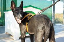 AKIL, Hund, Mischlingshund in Spanien - Bild 7