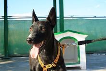 AKIL, Hund, Mischlingshund in Spanien - Bild 9