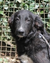 ZOTTEL, Hund, Mischlingshund in Italien - Bild 1