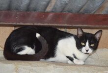 LEILA, Katze, Europäisch Kurzhaar in Spanien - Bild 2