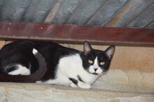 LEILA, Katze, Europäisch Kurzhaar in Spanien - Bild 6