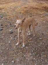 MAXI, Hund, Podenco in Spanien - Bild 1