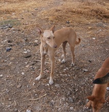 MAXI, Hund, Podenco in Spanien - Bild 2