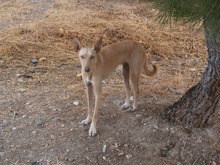 MAXI, Hund, Podenco in Spanien - Bild 3
