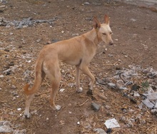 MAXI, Hund, Podenco in Spanien - Bild 4
