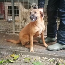 RONJA, Hund, Mischlingshund in Ungarn - Bild 2