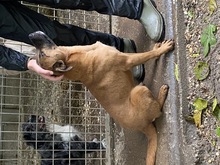 RONJA, Hund, Mischlingshund in Ungarn - Bild 4