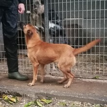 RONJA, Hund, Mischlingshund in Ungarn - Bild 5