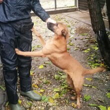 RONJA, Hund, Mischlingshund in Ungarn - Bild 6