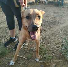 AMAYA, Hund, Mischlingshund in Spanien - Bild 2