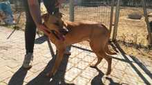 AMAYA, Hund, Mischlingshund in Spanien - Bild 9