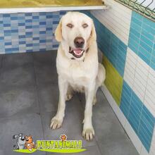 LENA, Hund, Mastin Español in Spanien - Bild 1