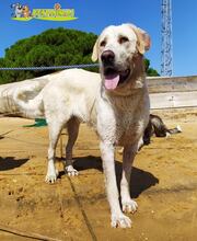 LENA, Hund, Mastin Español in Spanien - Bild 4
