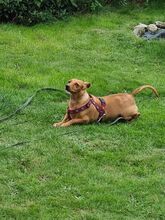 MONTO, Hund, Mischlingshund in Tarp - Bild 12